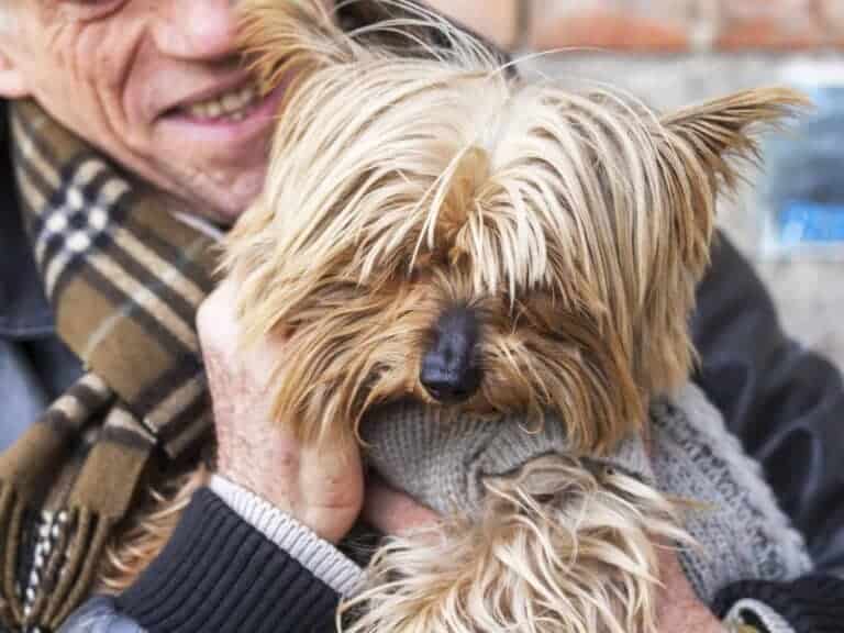 kleiner, zotteliger Hund sitzt auf Händen seines Besitzers