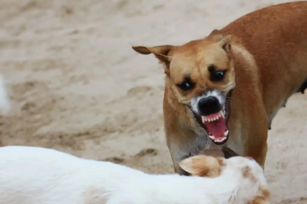 Wütender, aggressiver und bellender Hund