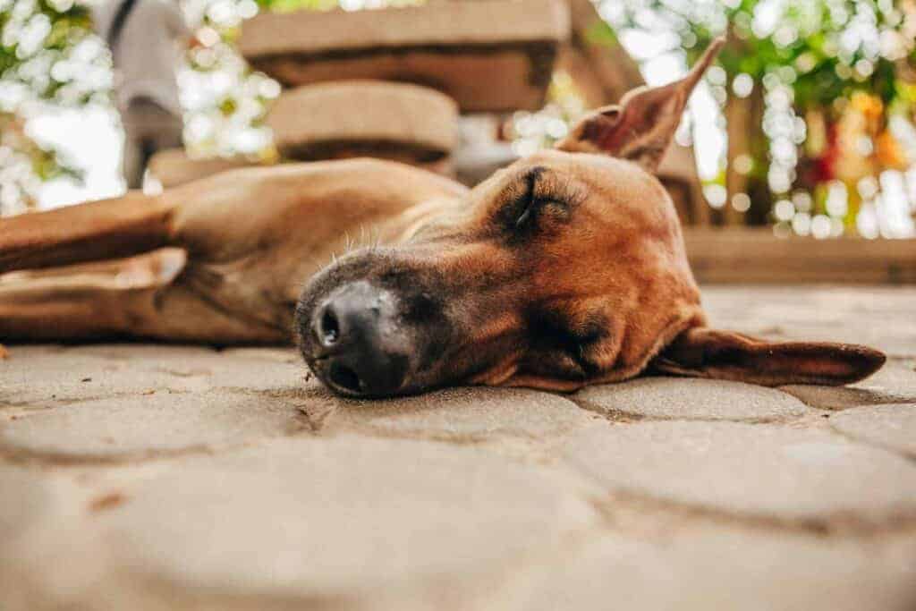 Schlafphasen des Hundes