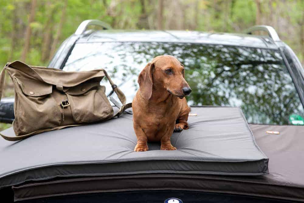 Hundematten Zealand auf Auto mit Dackel