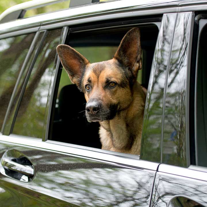 Hund schaut aufmerksam aus dem Autofenster
