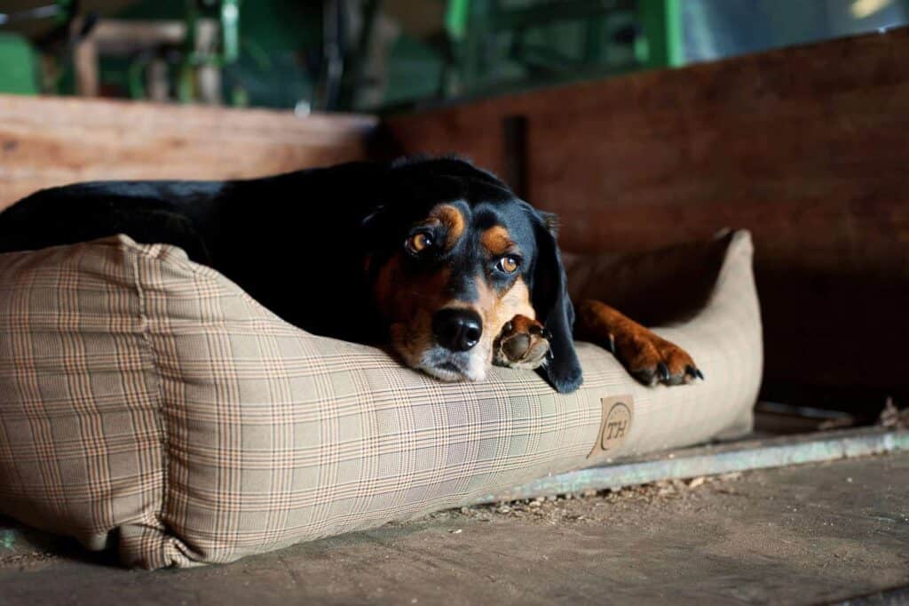 orthopädisches Hundebett mit Füllung aus purem Visco-Schaum