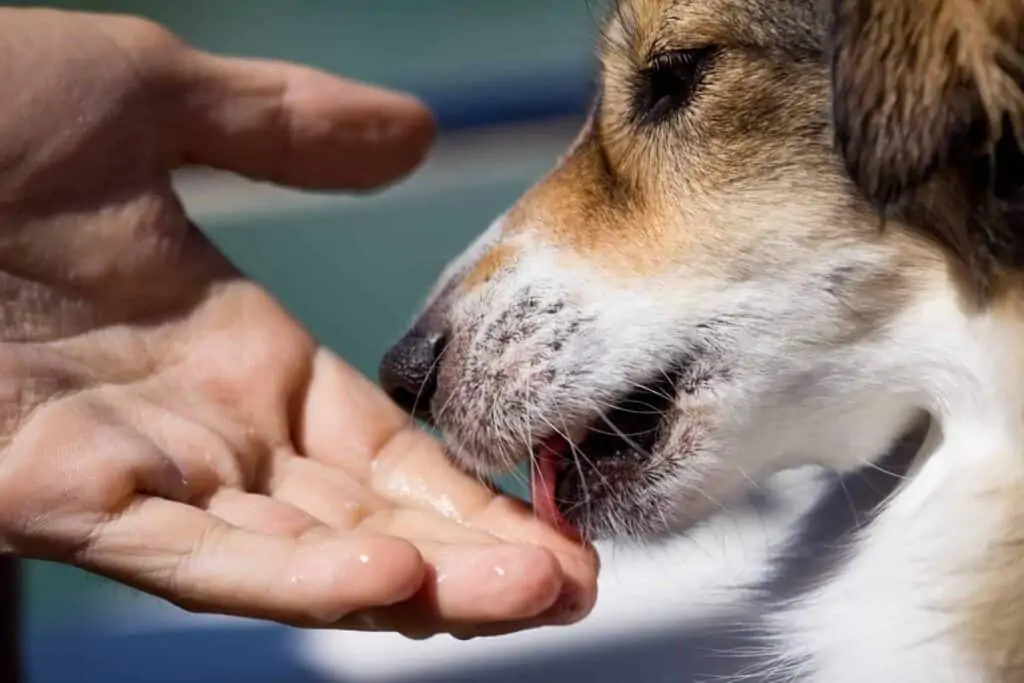 Hunde leckt an der Hand von einem Menschen