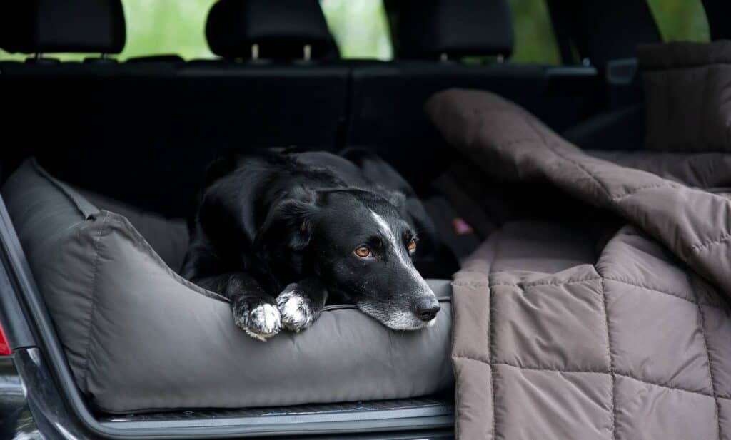 orthopädisches Hundebett im Kofferraum eines Autos mit Hund und Hundedecke