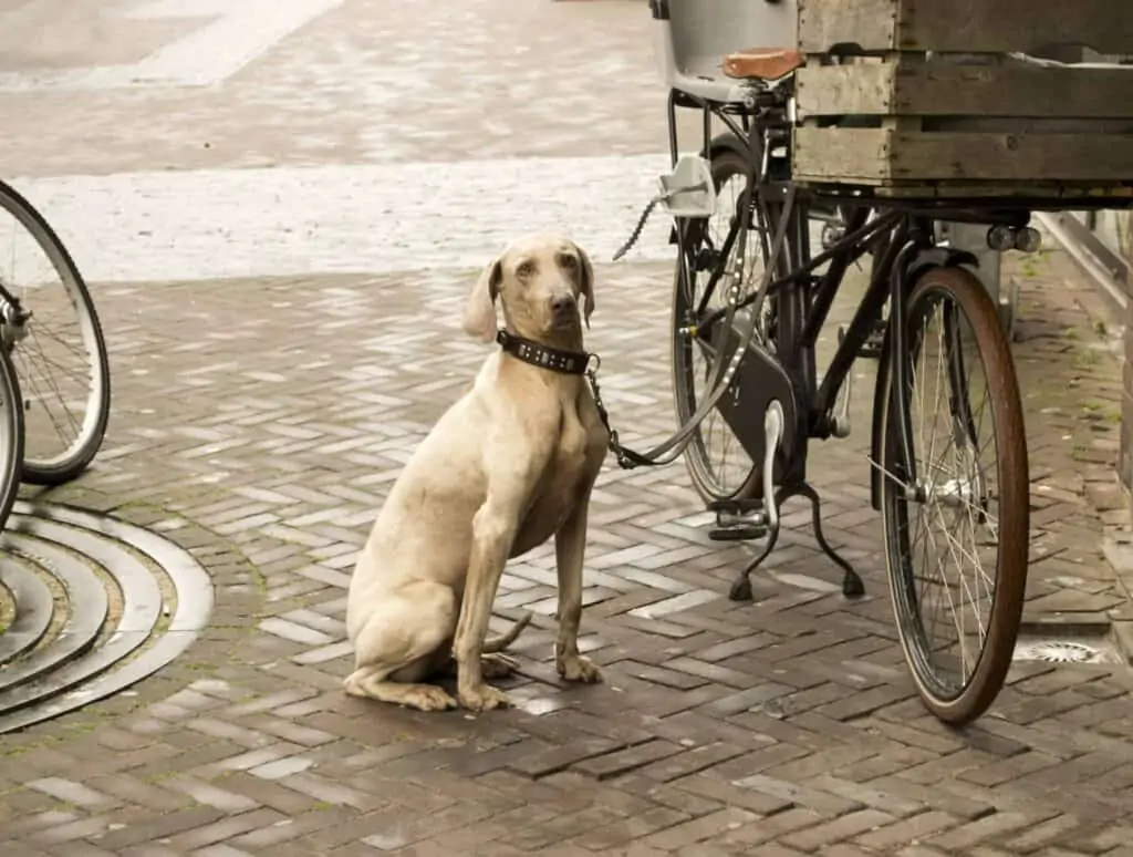 Hund mit Fahrrad