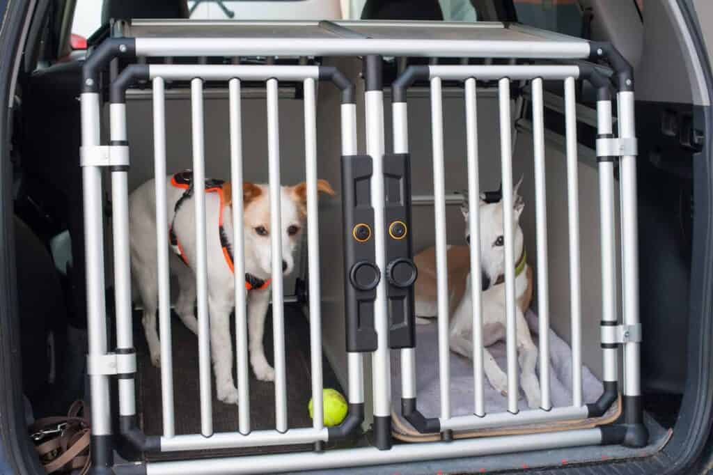 Hunde in Transportbox im Kofferraum