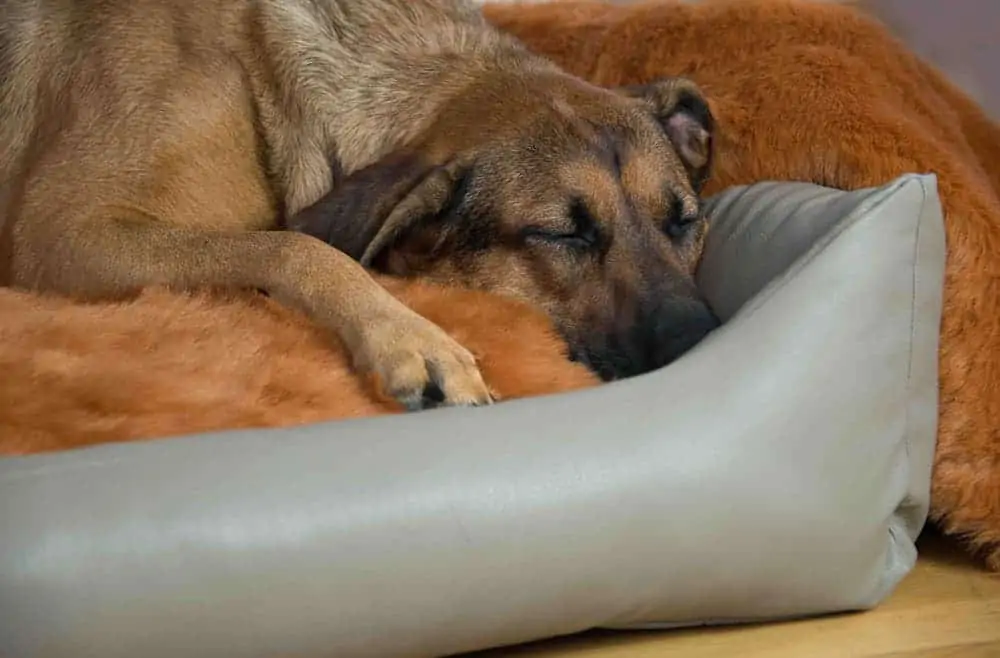 Orthopädisches Hundebett Jagdlich von Traumhund