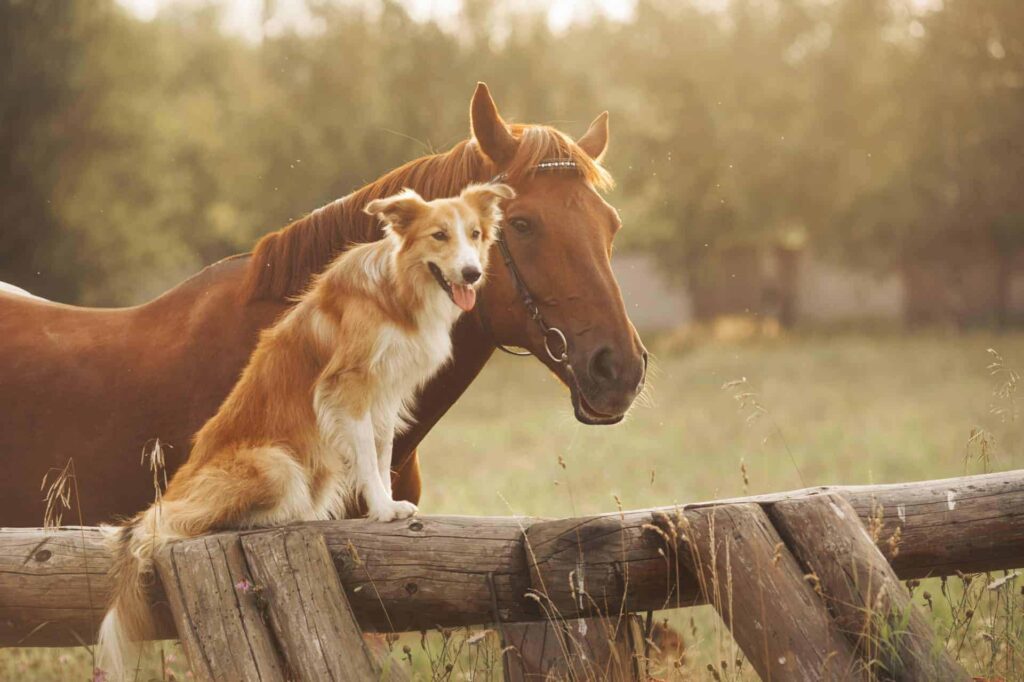 Ein Pferd und ein Hund auf der Weide
