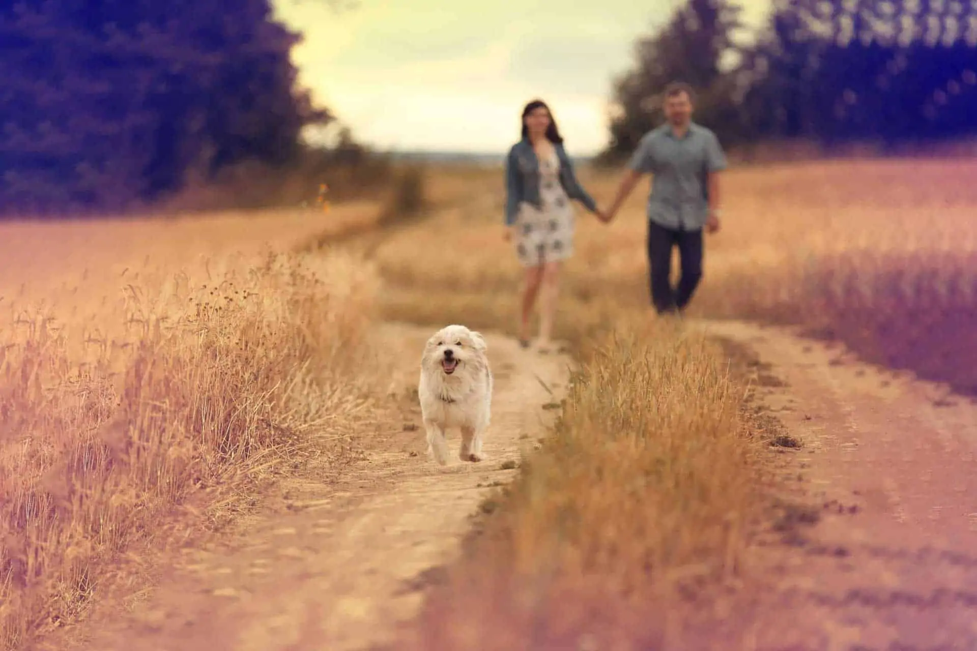 Paar geht mit Hund spazieren im Feld