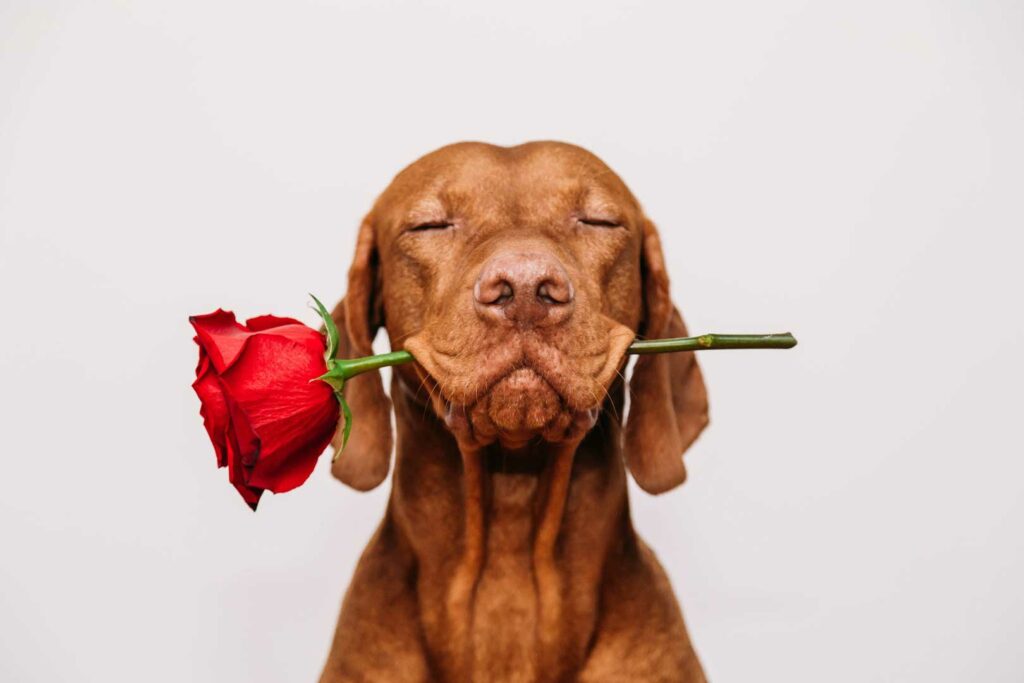 Valentinstag bei Traumhund mit Hund und Rose