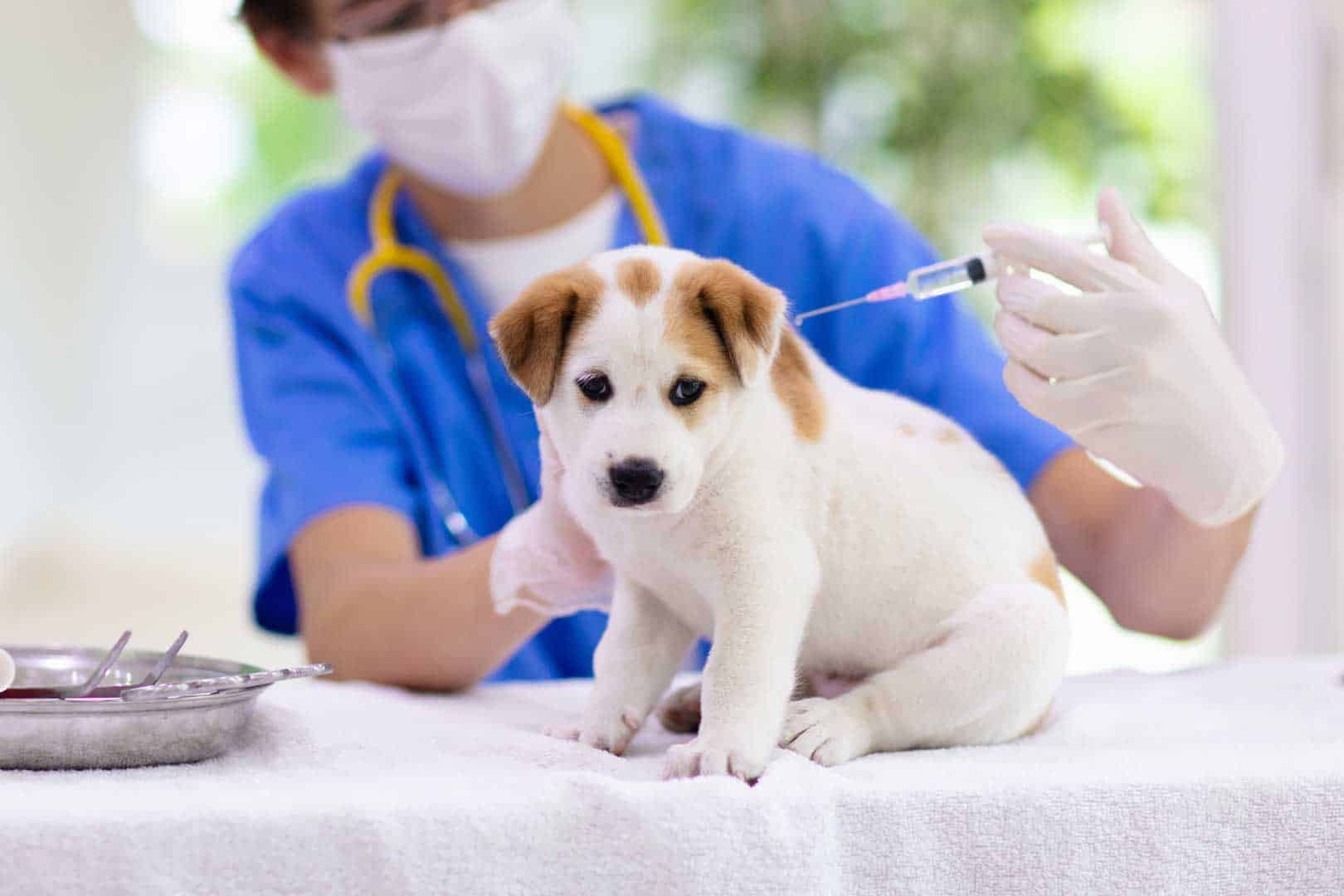 Impfung eines Hundes
