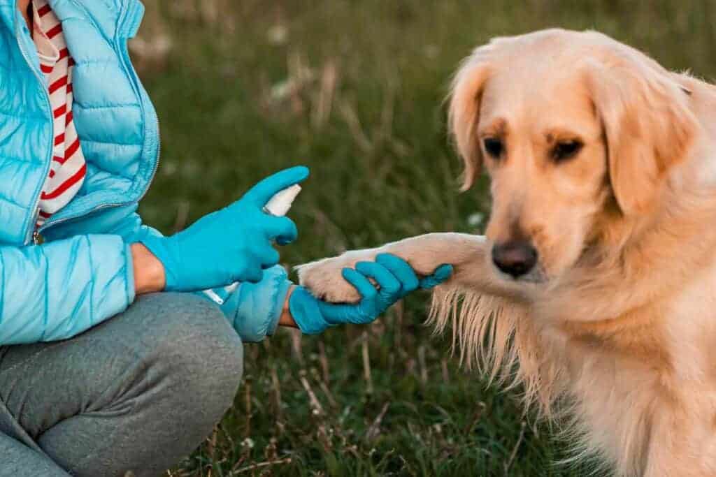 Wie Sie Wunden beim Hund desinfizieren
