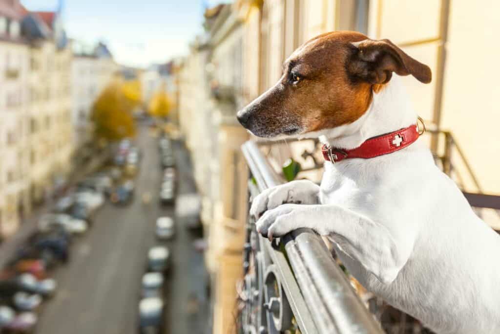 Hund genießt Blick vom Balkon