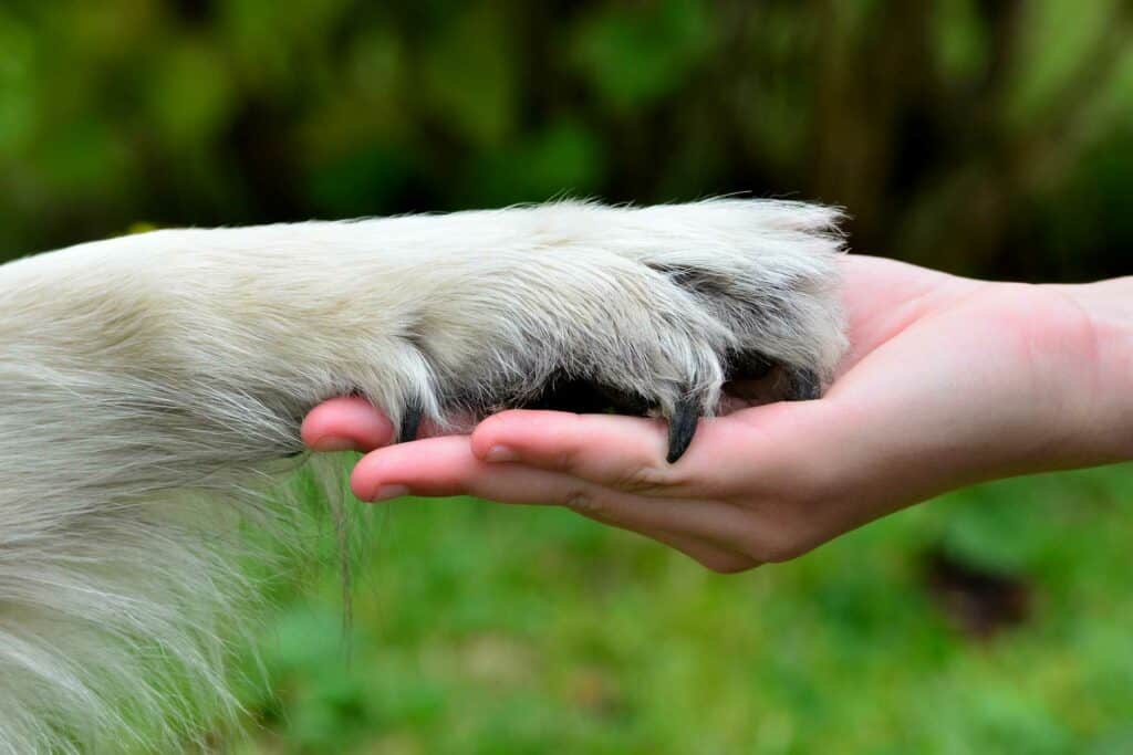 Hundepfote in der Hand eines Menschen