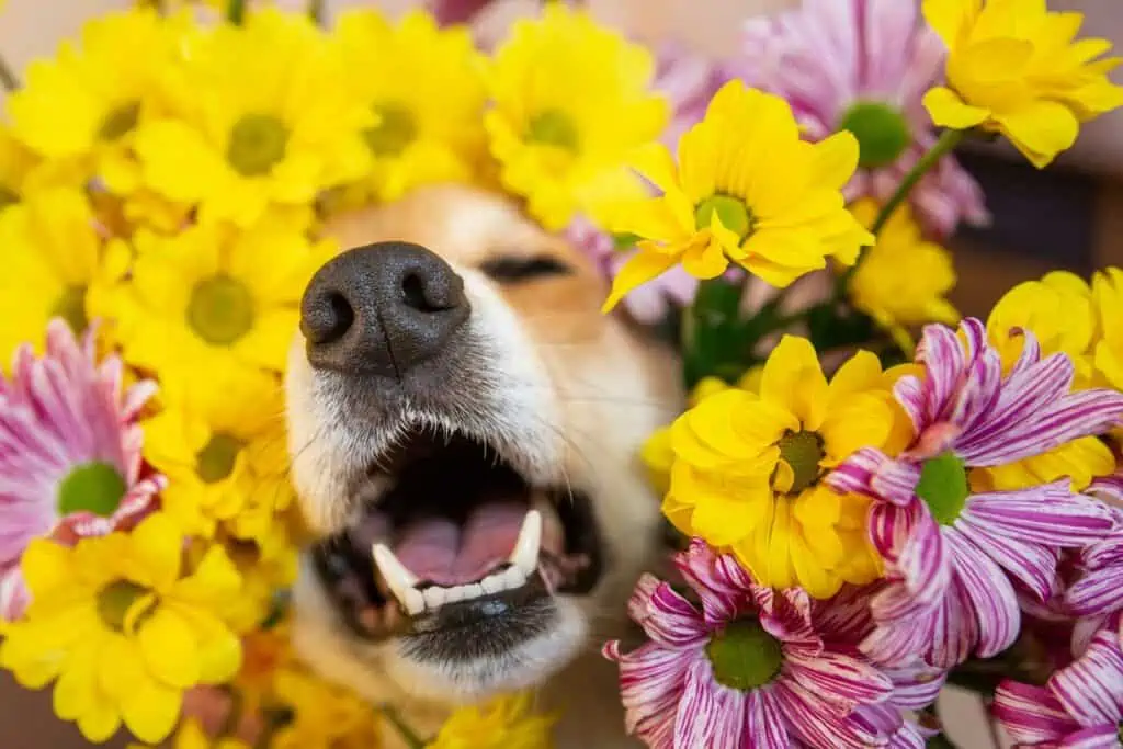 Hundeschnauze in Mitten blühender Blumen