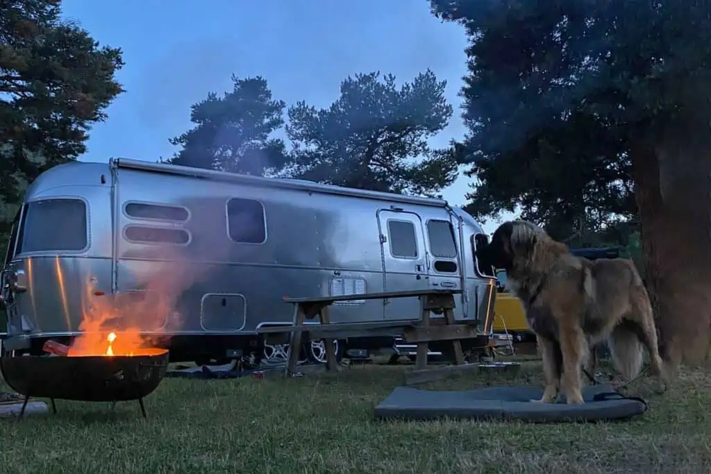 Camping mit Hund - Was es zu beachten gilt