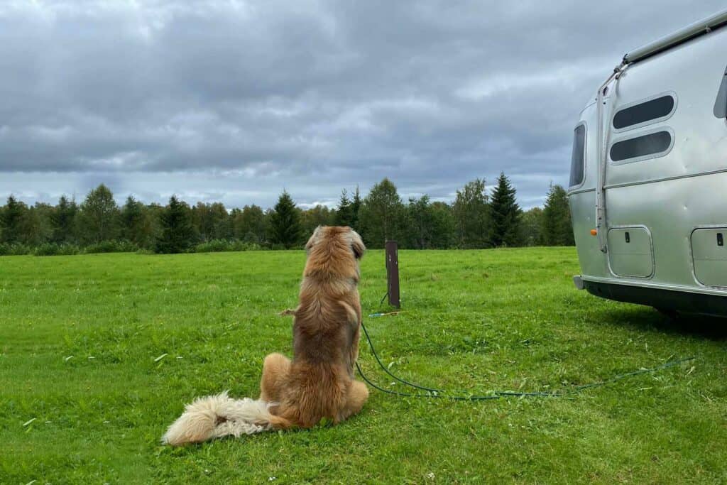 Camping mit Hund - Planung und Ausrüstung sind das A und O