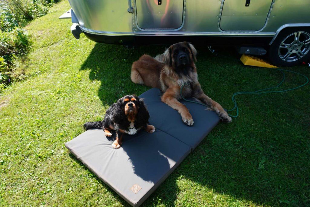 Camping mit Hund - Erst einmal Wohnmobil mieten