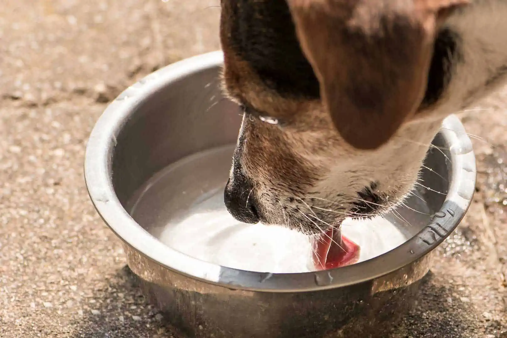 Hunde und Hitze – ausreichend trinken