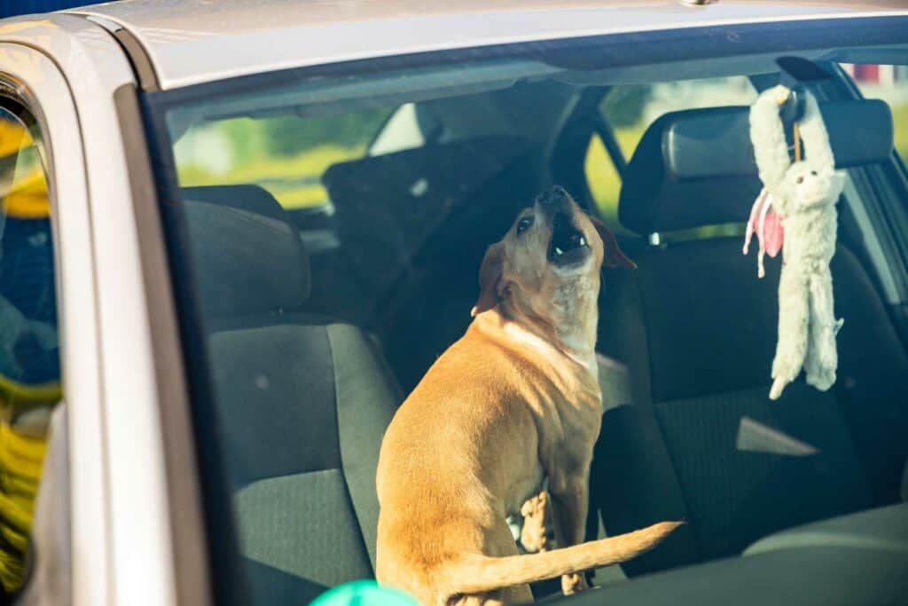 Hunde und Hitze – Vorsicht vor Hitze im Auto