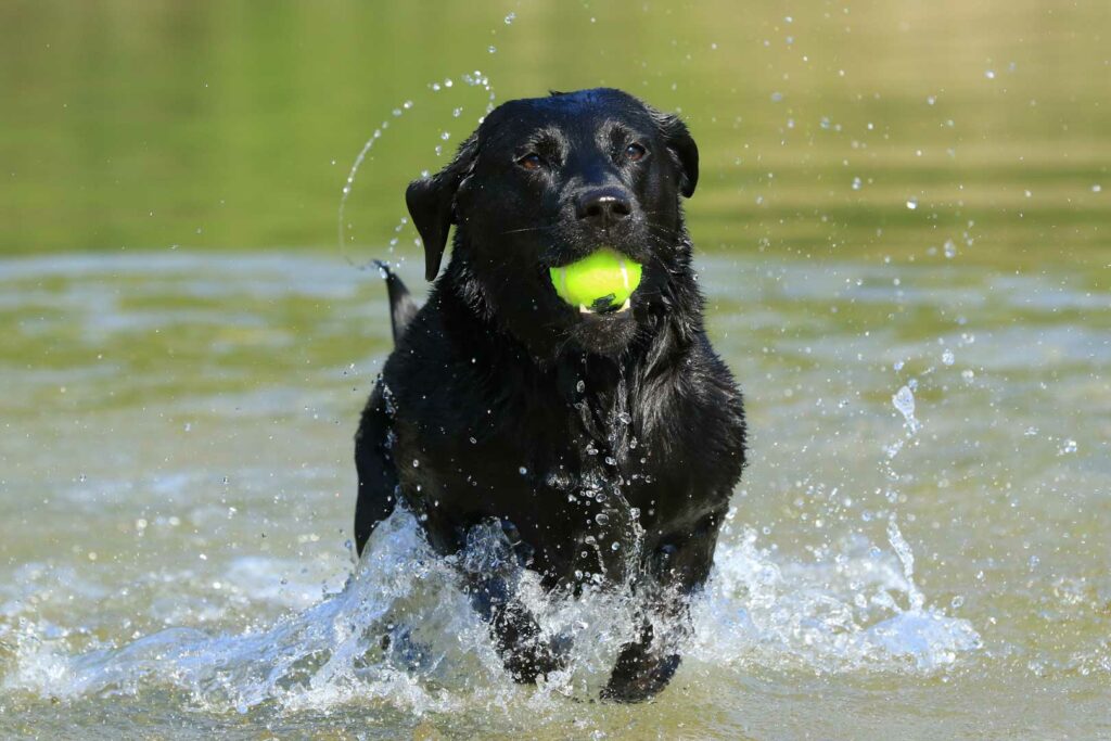 Hunde und Hitze – Schwimmen bringt Abkühlung