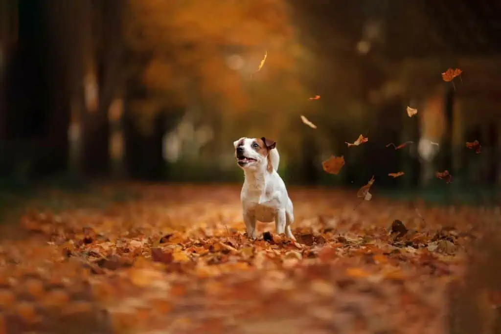 Tücken im Herbst für Hunde