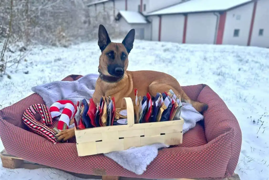 Malinois mit Lieblingsspielzeug für Vierbeiner "Zuckerstange" auf einem Hundebett gefüllt mit vielen Geschenken