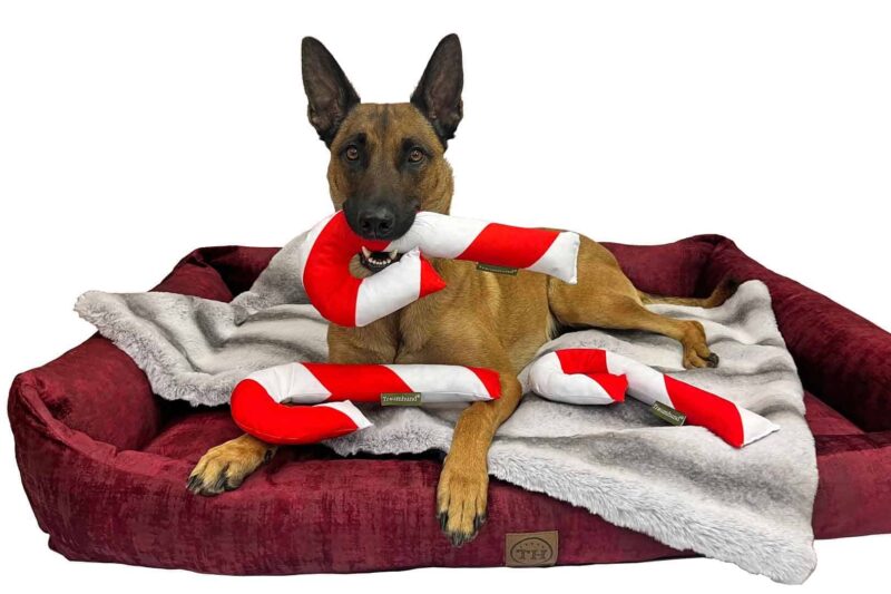 Lieblingsspielzeug für Hunde von Traumhund – Zuckerstange Rot Weiß mit Malinois